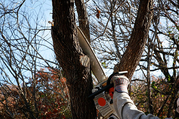 Best Leaf Removal  in Dunlap, IN