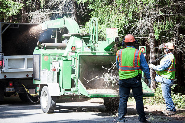 Best Palm Tree Trimming  in Dunlap, IN