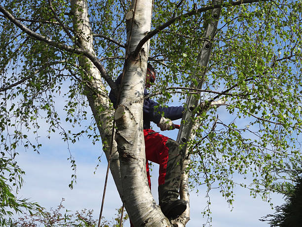 Best Utility Line Clearance  in Dunlap, IN