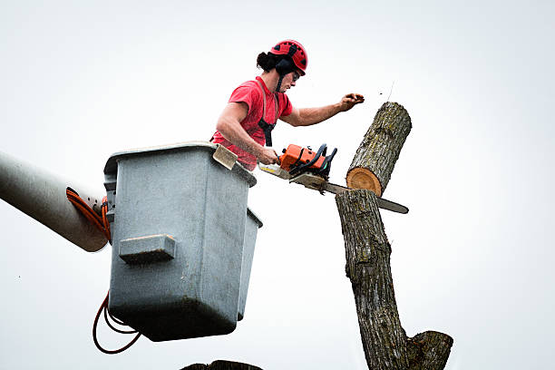 Best Hazardous Tree Removal  in Dunlap, IN