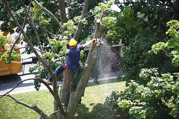 How Our Tree Care Process Works  in  Dunlap, IN