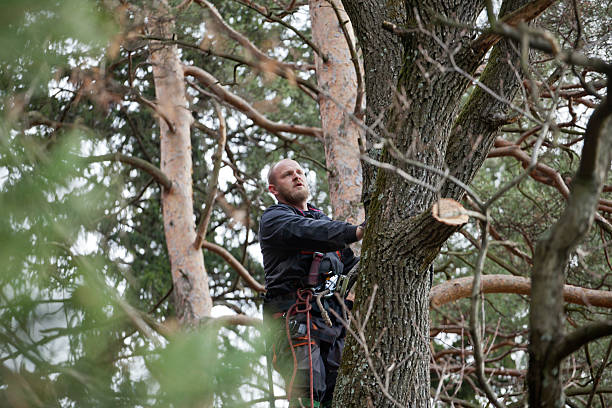 Best Storm Damage Tree Cleanup  in Dunlap, IN