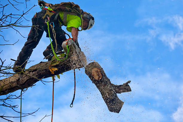 Reliable Dunlap, IN Tree Services Solutions