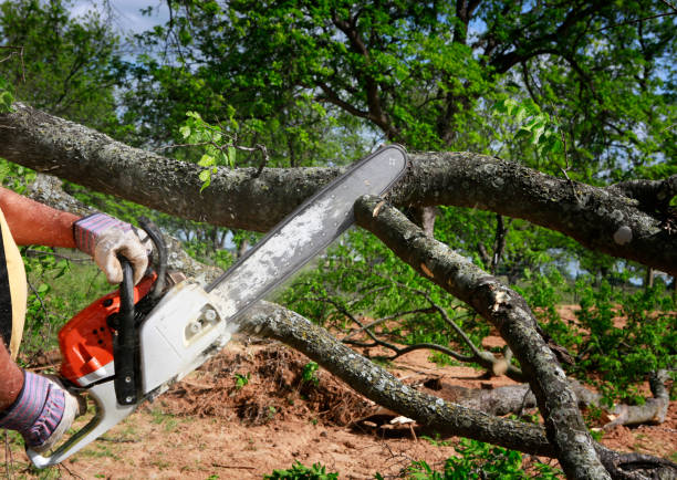  Dunlap, IN Tree Services Pros