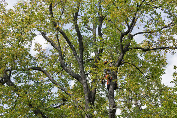 Best Tree Maintenance Programs  in Dunlap, IN